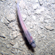 Illustration for article titled This Is The Fish Researchers Found Living Underneath 2,400 Feet Of Ice